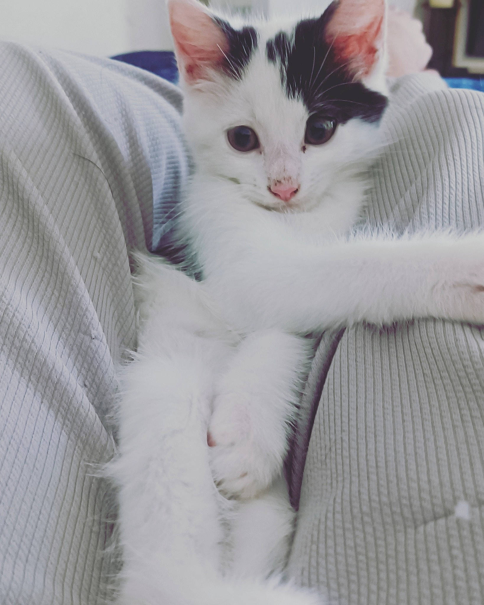 Pablo participe au concours pour gagner de l'argent avec cette photo : carnivore, cat, claw, comfort, domestic_short_haired_cat, eye, felidae, foot, fur, paw, small_to_medium_sized_cats, snout, tail, whiskers