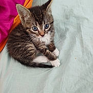 Romeo participe au concours pour gagner de l'argent avec cette photo : kitten, cat, tabby, blue_eyes, pet, cute, feline, animal, young, small, fur, whiskers, ears, paws, sitting, indoor, bed, fabric, colorful, cozy