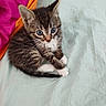 Romeo participe au concours pour gagner de l'argent avec cette photo : kitten, cat, tabby, blue_eyes, pet, cute, feline, animal, young, small, fur, whiskers, ears, paws, sitting, indoor, bed, fabric, colorful, cozy