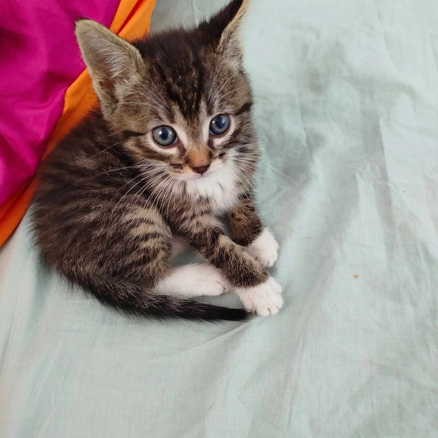 Romeo participe au concours pour gagner de l'argent avec cette photo : kitten, cat, tabby, blue_eyes, pet, cute, feline, animal, young, small, fur, whiskers, ears, paws, sitting, indoor, bed, fabric, colorful, cozy
