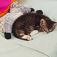 Romeo a rejoint le concours — aidez-le/la à gagner de superbes lots ! kitten, cat, sleeping, bed, plush_toy, sheep_toy, soft, cozy, nap, feline, fur, striped, whiskers, paws, indoor, cushion, colorful, pink, orange, resting