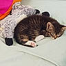 kitten, cat, sleeping, bed, plush_toy, sheep_toy, soft, cozy, nap, feline, fur, striped, whiskers, paws, indoor, cushion, colorful, pink, orange, resting
