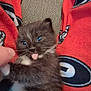 animal, blue_eyes, cat, close_up, cozy, cute, expression, fluffy, fur, hand, indoor, kitten, pet, playful, red_blanket, small, soft, tongue_out, whiskers, young