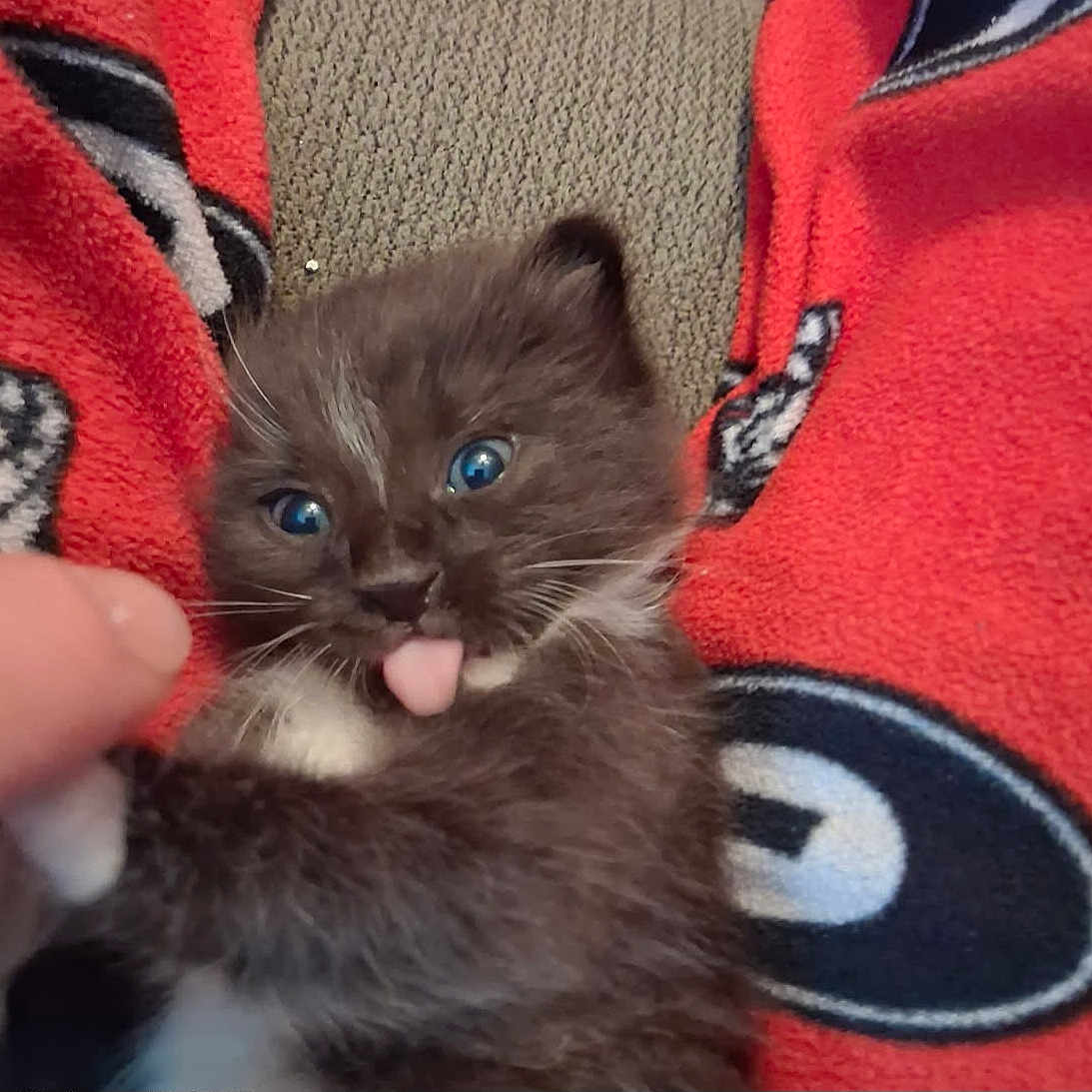 Ozzy is registered to the contest to win money with this photo: animal, blue_eyes, cat, close_up, cozy, cute, expression, fluffy, fur, hand, indoor, kitten, pet, playful, red_blanket, small, soft, tongue_out, whiskers, young