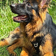 Odin participe au concours pour gagner de l'argent avec cette photo : dog, german_shepherd, outdoor, grass, sunlight, pet, animal, canine, happy, ears, fur, black_harness, lying_down, smiling, nature, muzzle, brown_fur, black_fur, close_up, daylight