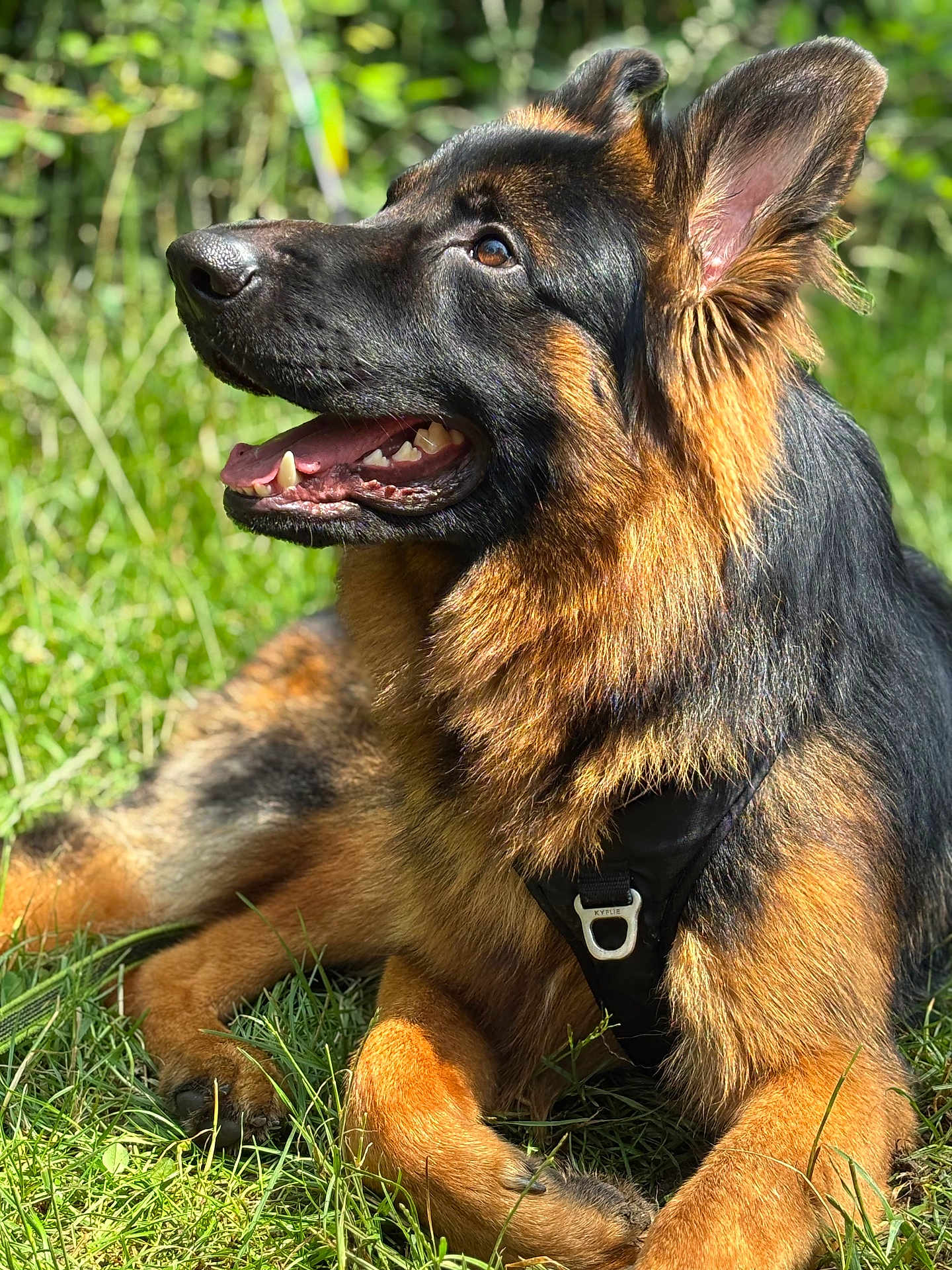 Odin
