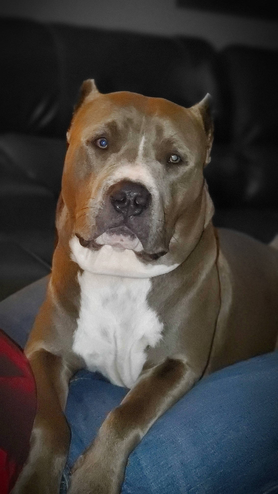 Tiny is registered to the contest to win money with this photo: ancient_dog_breeds, canidae, carnivore, collar, companion_dog, dog, dog_breed, dog_collar, ear, fawn, fur, molosser, non_sporting_group, snout, sporting_group, whiskers, working_animal, working_dog, wrinkle