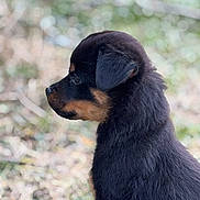 Ares participe au concours pour gagner de l'argent avec cette photo : adorable, animal, black, blurred_background, canine, closeup, cute, dog, fur, mammal, nature, outdoor, pet, portrait, profile, puppy, side_view, soft_light, tan, young