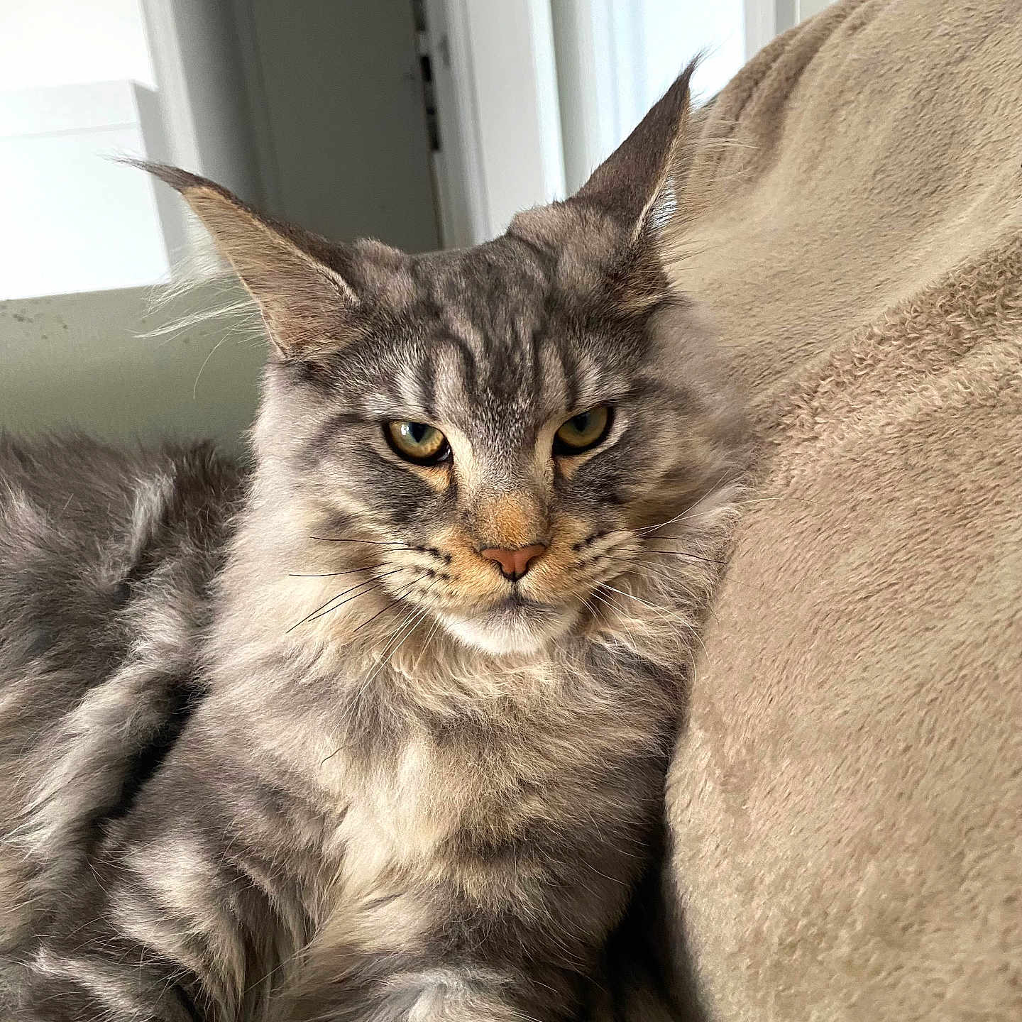 Usimba participe au concours pour gagner de l'argent avec cette photo : abyssinian, angora, animal, blanket, cat, chair, couch, cushion, door, furniture, gray, homedecor, indoors, kitten, linen, manx, person, pet, siamese, sleeping