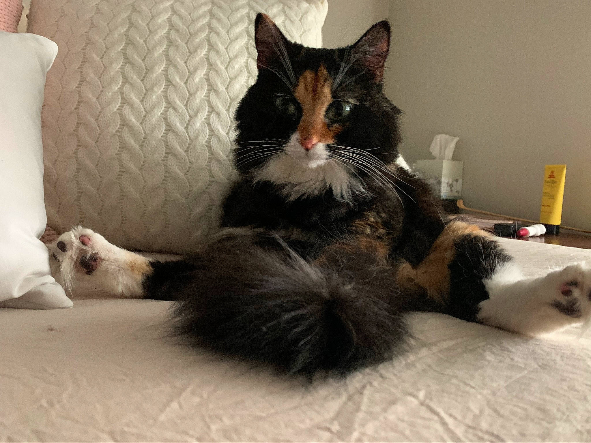 Delilah joined the competition — help win amazing prizes! black_cat, carnivore, cat, claw, comfort, domestic_short_haired_cat, felidae, floor, flooring, foot, fur, grey, human_leg, paw, room, sitting, small_to_medium_sized_cats, snout, tail, whiskers