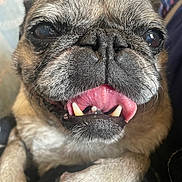Ellie is registered to the contest to win money with this photo: dog, pug, close_up, tongue, pet, animal, face, wrinkles, fur, cute, expression, indoor, paw, snout, nose, whiskers, mouth, teeth, brown_fur, black_nose