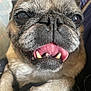 dog, pug, close_up, tongue, pet, animal, face, wrinkles, fur, cute, expression, indoor, paw, snout, nose, whiskers, mouth, teeth, brown_fur, black_nose