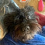 affenpinscher, animal, canine, dog, pet, puppy, terrier