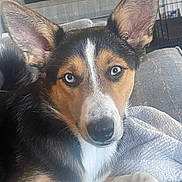 Snoop joined the competition — help win amazing prizes! dog, blue_eyes, large_ears, close_up, indoor, couch, blanket, pet, canine, fur, black_fur, white_fur, tan_fur, relaxed, animal, laying_down, attention, household, comfort, portrait