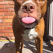 Teddy joined the competition — help win amazing prizes! animal, brick_wall, brown_dog, canine, close_up, collar, cute, dog, domestic_animal, friendly, outdoor, paw, pet, playful, shadow, sunlight, sunny, tongue_out, white_chest, wooden_deck