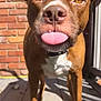 animal, brick_wall, brown_dog, canine, close_up, collar, cute, dog, domestic_animal, friendly, outdoor, paw, pet, playful, shadow, sunlight, sunny, tongue_out, white_chest, wooden_deck