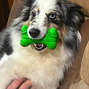 Lita joined the competition — help win amazing prizes! black_fur, blue_eye, brown_background, canine, closeup, companion, couch, dog, domestic_animal, friendly, fur, green_bone, hand, indoor, pet, playful, relaxed, sitting, toy, white_fur