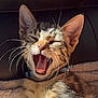 kitten, cat, tabby, close_up, yawning, whiskers, collar, pet, feline, animal, cute, sleepy, mouth_open, fur, soft, blanket, resting, indoors, cozy, young