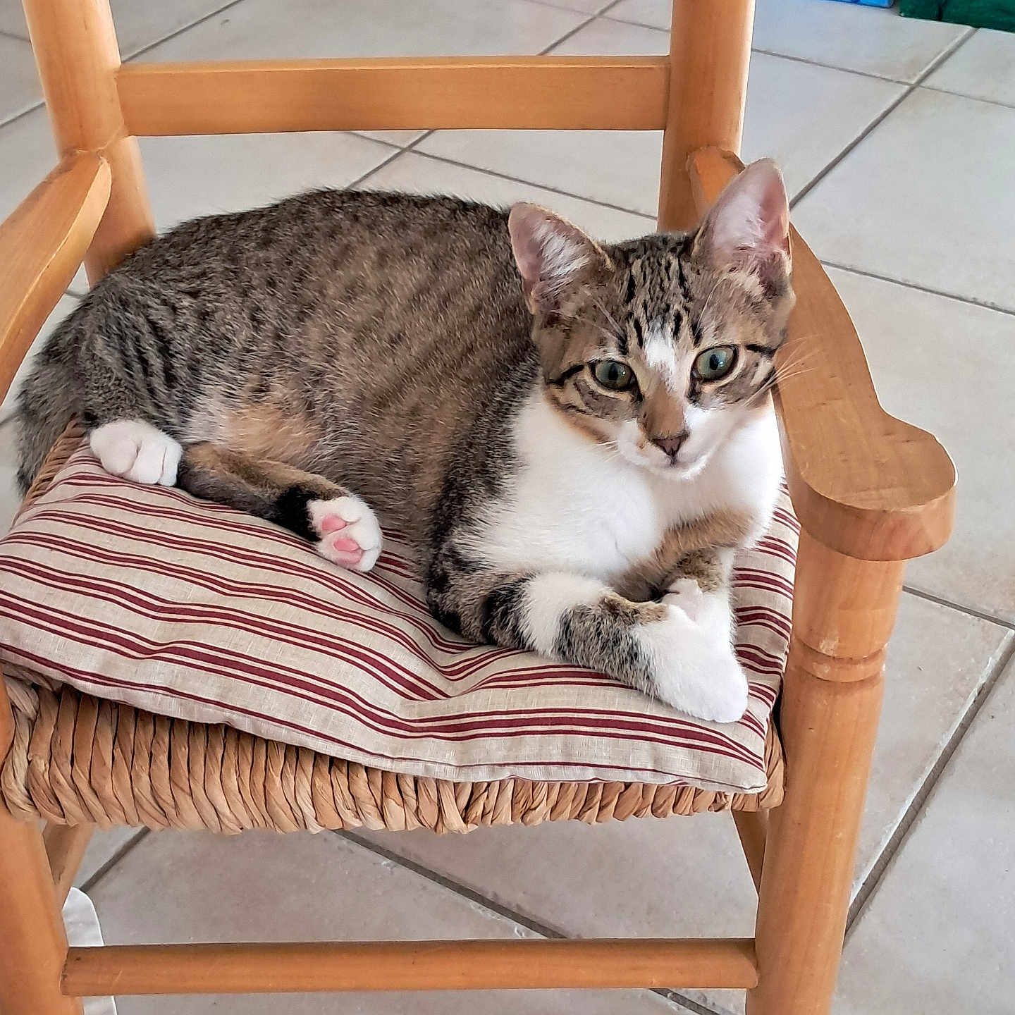 Azur a rejoint le concours — aidez-le/la à gagner de superbes lots ! cat, tabby_cat, striped_cushion, wooden_chair, indoor, floor_tiles, painting, artwork, curious, pet, animal, feline, relaxed, paw, ears, face, eyes, fur, home, cozy