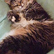 Zoey is registered to the contest to win money with this photo: cat, tabby_cat, sleeping, fur, paws, blanket, indoor, cozy, relaxed, pet, animal, feline, resting, cute, fluffy, bed, comfort, whiskers, soft, domestic_cat