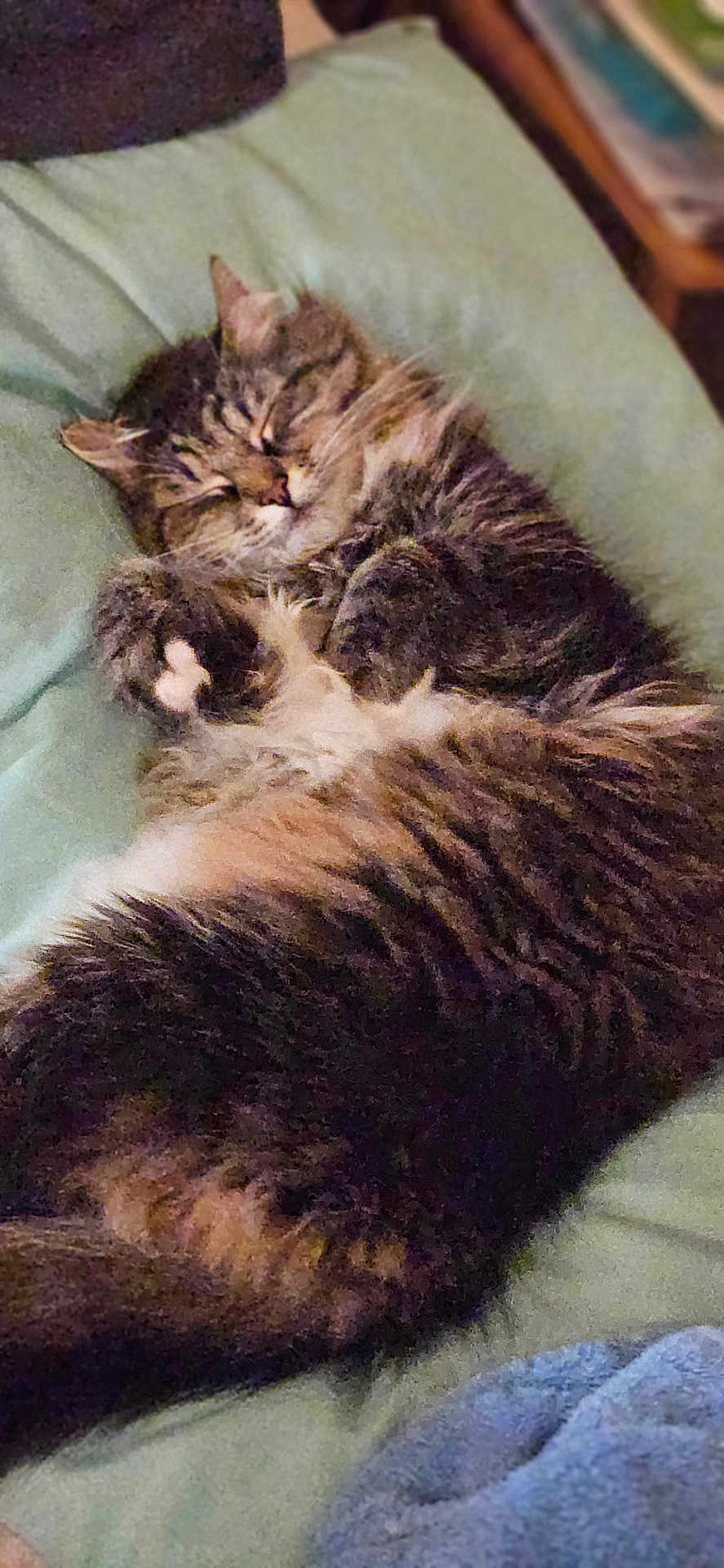 Zoey