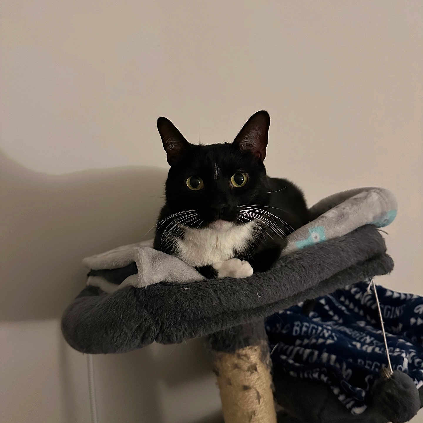 Bandit joined the competition — help win amazing prizes! animal, black_and_white, blanket, cat, cat_tree, cozy, curious, cute, domestic, feline, furniture, indoor, pet, portrait, relaxed, resting, soft_texture, toy, tuxedo_cat, whiskers