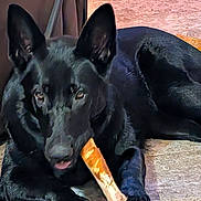 Stella is registered to the contest to win money with this photo: animal, black_dog, bone, canine, carpet, chewing, companion, dog, domestic_animal, ears_up, floor, fur, indoor, laying_down, looking_at_camera, paw, pet, relaxed, resting, snout