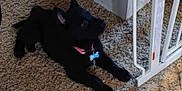 Stella is registered to the contest to win money with this photo: animal, baby_gate, black_dog, carpet, collar, cute, dog, domestic, floor, furniture, household, indoor, pet, puppy, resting, rope_toy, table, tag, toy, young_dog