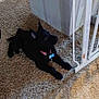 animal, baby_gate, black_dog, carpet, collar, cute, dog, domestic, floor, furniture, household, indoor, pet, puppy, resting, rope_toy, table, tag, toy, young_dog