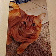 Elvis joined the competition — help win amazing prizes! animal, carpet, cat, closeup, cute, domestic_animal, feline, floor, fur, ginger_cat, indoor, laying_down, mammal, orange_cat, pet, photo_print, portrait, tabby, tile, whiskers