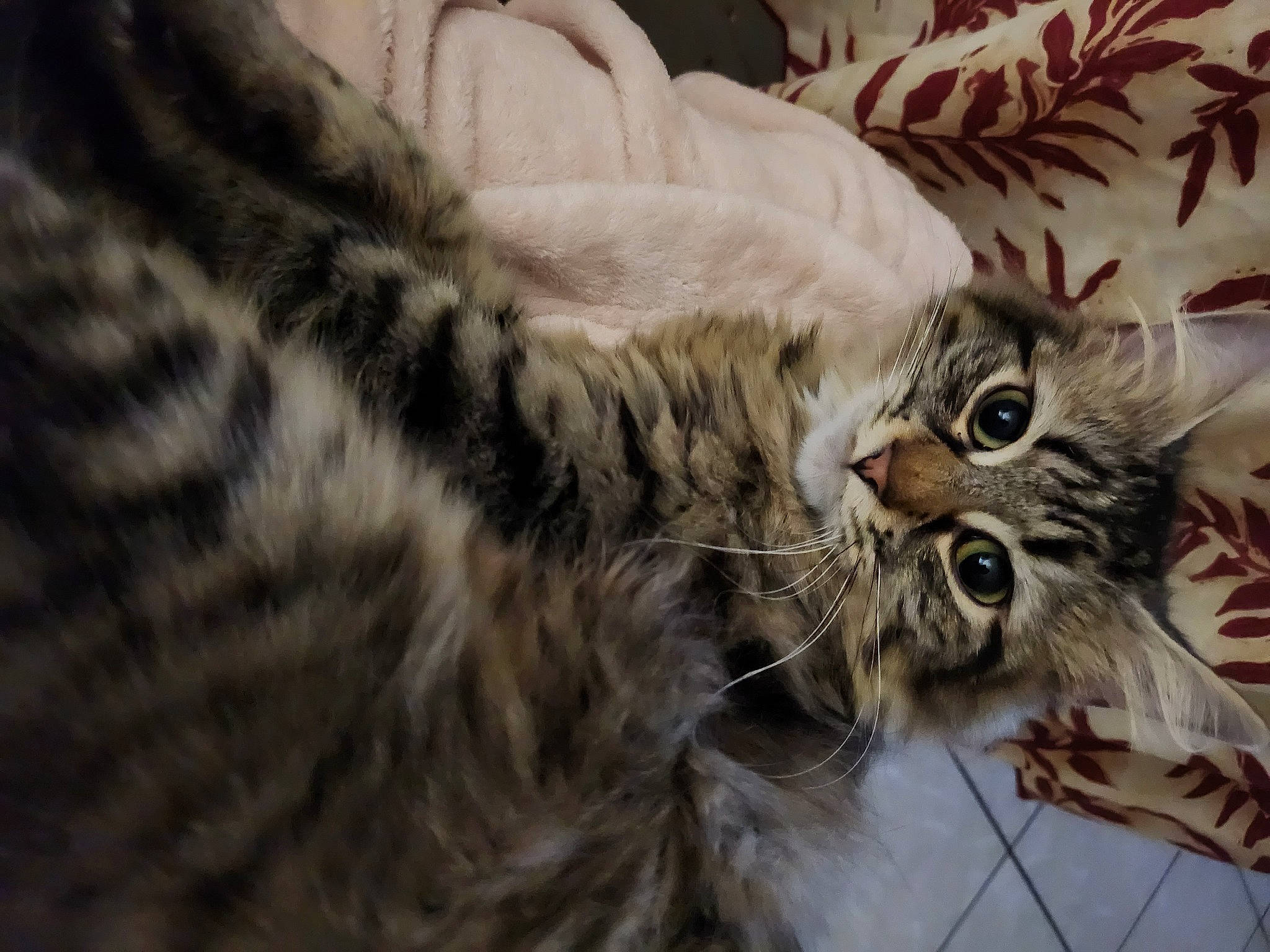 Chaya participe au concours pour gagner de l'argent avec cette photo : carnivore, cat, claw, close_up, domestic_short_haired_cat, felidae, fur, maine_coon, paw, small_to_medium_sized_cats, snout, terrestrial_animal, whiskers, wildlife