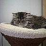 Bean joined the competition — help win amazing prizes! cat, fluffy, feline, pet, indoor, resting, perch, cozy, sleepy, fur, animal, cute, domestic, mammal, whiskers, ears, face, home, relaxed, furniture
