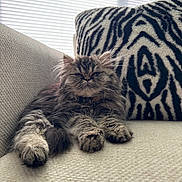 Bean is registered to the contest to win money with this photo: animal, cat, couch, cozy, cute, domestic, face, feline, fluffy, fur, indoor, mammal, pet, pillow, relaxed, resting, tabby, whiskers, window_blinds, zebra_pattern
