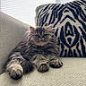 Bean is registered to the contest to win money with this photo: cat, fluffy, indoor, couch, pillow, zebra_pattern, relaxed, feline, pet, fur, whiskers, window_blinds, cozy, resting, animal, cute, tabby, mammal, domestic, face