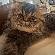 Bean is registered to the contest to win money with this photo: cat, fluffy, indoor, pet, close_up, fur, whiskers, relaxed, domestic_animal, face, eyes, collar, home, curtains, furniture, brown, tabby, cute, animal, mammal