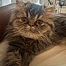 Bean is registered to the contest to win money with this photo: animal, brown, cat, close_up, collar, curtains, cute, domestic_animal, eyes, face, fluffy, fur, furniture, home, indoor, mammal, pet, relaxed, tabby, whiskers