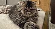 Bean is registered to the contest to win money with this photo: cat, persian_cat, fluffy, feline, pet, indoor, couch, furniture, living_room, cabinet, vase, flowers, lamp, relaxed, stretching, fur, whiskers, home, cozy, domestic
