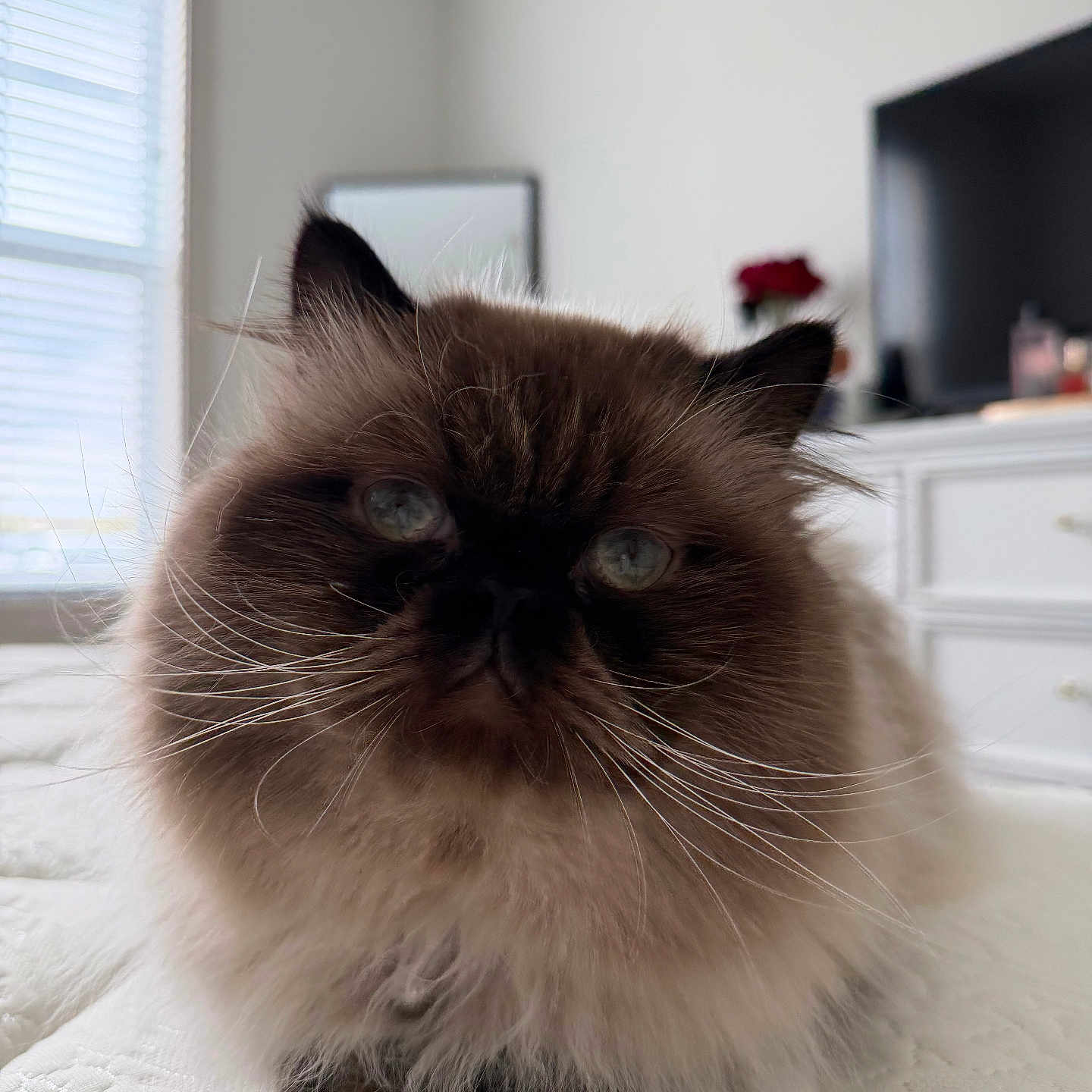 Biff joined the competition — help win amazing prizes! cat, fluffy, indoor, bedroom, quilted_bedspread, window, natural_light, furniture, television, mirror, flower_vase, whiskers, pet, mammal, domestic_animal, fur, closeup, resting, cute, animal
