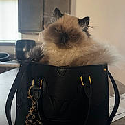 Biff joined the competition — help win amazing prizes! cat, fluffy, handbag, louis_vuitton, black_bag, indoor, kitchen, countertop, cabinet, window, pet, feline, fur, sitting, cozy, domestic, cute, animal, accessory, decor