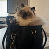 cat, fluffy, handbag, louis_vuitton, black_bag, indoor, kitchen, countertop, cabinet, window, pet, feline, fur, sitting, cozy, domestic, cute, animal, accessory, decor