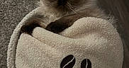 Biff is registered to the contest to win money with this photo: cat, fluffy, himalayan_cat, blanket, coffee_bean_design, cozy, indoor, carpet, wood_floor, pet, cute, fur, animal, curious, resting, wrapped, soft_texture, closeup, comfort, domestic