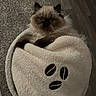 cat, fluffy, himalayan_cat, blanket, coffee_bean_design, cozy, indoor, carpet, wood_floor, pet, cute, fur, animal, curious, resting, wrapped, soft_texture, closeup, comfort, domestic