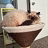 Biff joined the competition — help win amazing prizes! cat, fluffy, sleepy, cat_tree, indoor, pet, furniture, cozy, resting, fur, perch, carpet, door, shelf, orange_toy, relaxation, home_interior, blue_eyes, brown, white