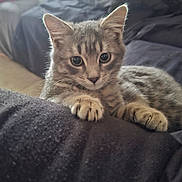 Angy a rejoint le concours — aidez-le/la à gagner de superbes lots ! animal, cat, closeup, cozy, curious, cute, domestic_cat, eyes, feline, fur, gray_tabby, indoor, kitten, paw, pet, resting, sitting, soft_focus, whiskers, young