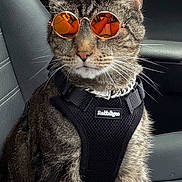 Marley B. joined the competition — help win amazing prizes! cat, tabby_cat, sunglasses, orange_sunglasses, pet_harness, car_seat, feline, animal, domestic_cat, whiskers, fur, striped_fur, pet, indoor, accessory, cool, sitting, portrait, reflection, leather_seat