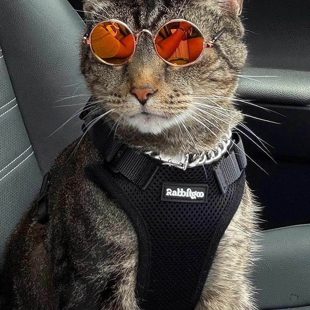 Marley B. joined the competition — help win amazing prizes! cat, tabby_cat, sunglasses, orange_sunglasses, pet_harness, car_seat, feline, animal, domestic_cat, whiskers, fur, striped_fur, pet, indoor, accessory, cool, sitting, portrait, reflection, leather_seat