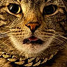 Marley B. is registered to the contest to win money with this photo: animal, cat, close_up, collar, curious, cute, domestic_cat, expression, eyes, face, feline, fur, gold, jewelry, muzzle, pet, portrait, tabby, tongue, whiskers