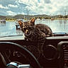 Marley B. joined the competition — help win amazing prizes! animal, car, cat, cloudy_sky, collar, cute, dashboard, fur, kitten, licking, nature, parking_lot, pet, rain, reflection, steering_wheel, tabby_cat, tongue_out, vehicle_interior, window