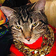 Marley B. joined the competition — help win amazing prizes! animal, cat, close_up, colorful_background, domestic_cat, ears, fabric, face, feline, fur, gold_chain, indoor, nose, pet, portrait, red_clothing, stylish, tabby_cat, whiskers, yellow_eyes