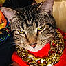 animal, cat, close_up, colorful_background, domestic_cat, ears, fabric, face, feline, fur, gold_chain, indoor, nose, pet, portrait, red_clothing, stylish, tabby_cat, whiskers, yellow_eyes